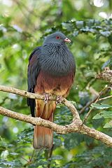 New Caledonian Imperial-Pigeon